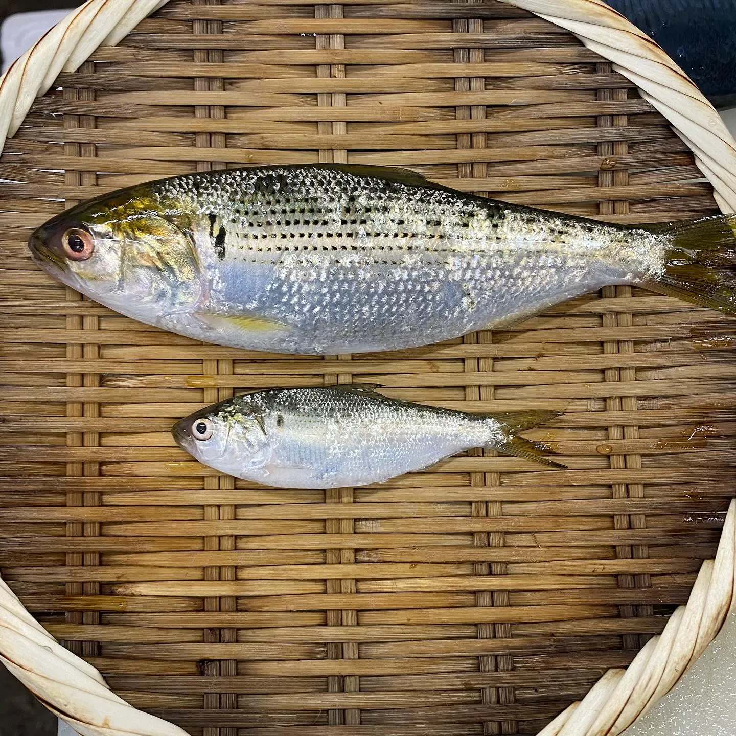 皆様こんにちは😃鮨阿部です🍣